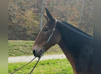 Mulo, Castrone, 16 Anni, 152 cm, Baio ciliegia