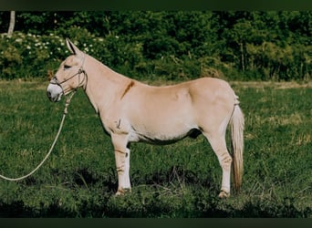 Mulo, Castrone, 17 Anni, 137 cm, Palomino