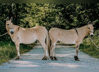 Mulo, Castrone, 17 Anni, 137 cm, Palomino