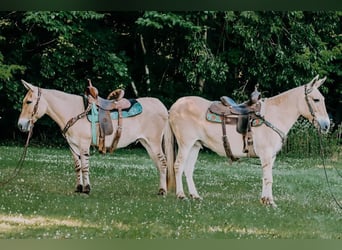 Mulo, Castrone, 17 Anni, 137 cm, Palomino