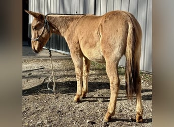 Mulo, Castrone, 2 Anni, 130 cm, Falbo