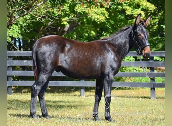 Mulo, Castrone, 2 Anni, 132 cm, Baio ciliegia