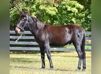 Mulo, Castrone, 2 Anni, 132 cm, Baio ciliegia