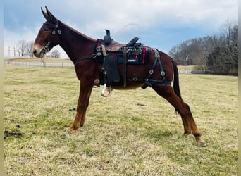 Mulo, Castrone, 3 Anni, 152 cm, Sauro ciliegia