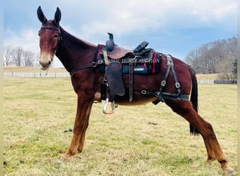 Mulo, Castrone, 3 Anni, 152 cm, Sauro ciliegia