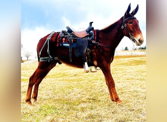 Mulo, Castrone, 3 Anni, 152 cm, Sauro ciliegia