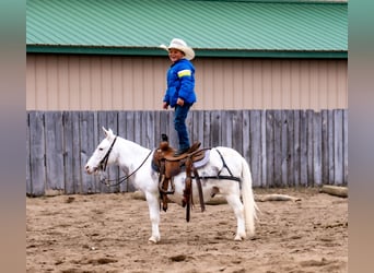 Mulo, Castrone, 4 Anni, 102 cm