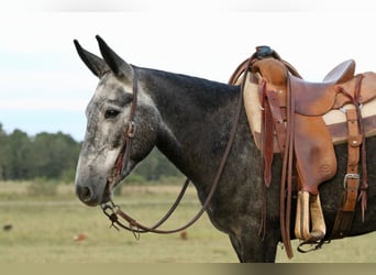 Mulo, Castrone, 4 Anni, 147 cm, Grigio