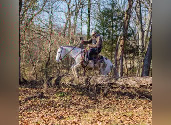 Mulo, Castrone, 5 Anni, 140 cm, Pezzato