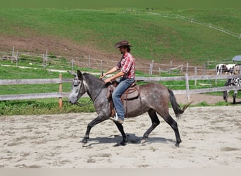Mulo Mix, Castrone, 5 Anni, 156 cm, Grigio pezzato