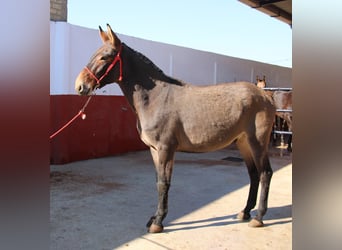 Mulo, Castrone, 5 Anni, 160 cm, Baio