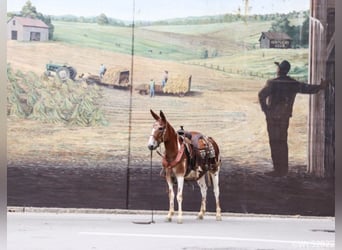 Mulo, Castrone, 7 Anni, 145 cm, Sauro scuro