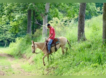 Mulo, Castrone, 7 Anni, 147 cm, Champagne