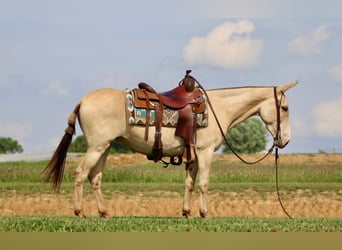 Mulo, Castrone, 7 Anni, 147 cm, Champagne