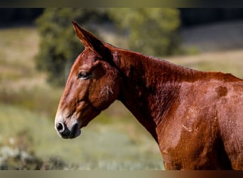 Mulo, Castrone, 7 Anni, 157 cm, Sauro ciliegia
