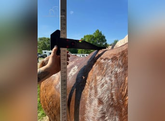 Mulo, Castrone, 7 Anni, 163 cm, Sauro ciliegia