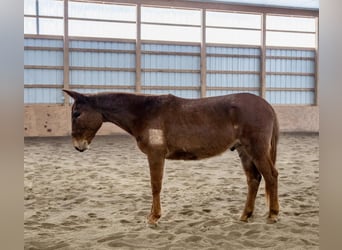 Mulo, Castrone, 7 Anni, Sauro scuro