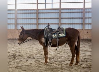 Mulo, Castrone, 7 Anni, Sauro scuro