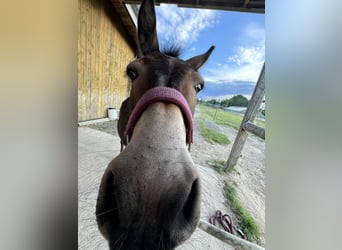 Mulo, Castrone, 8 Anni, 105 cm, Baio