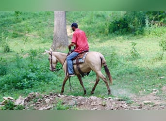 Mulo, Castrone, 8 Anni, 147 cm, Champagne