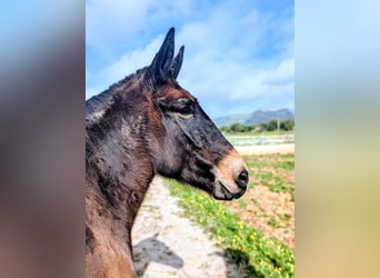 Mulo, Castrone, 8 Anni, 148 cm, Baio scuro