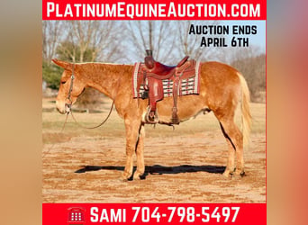 Mulo, Castrone, 8 Anni, 150 cm, Palomino
