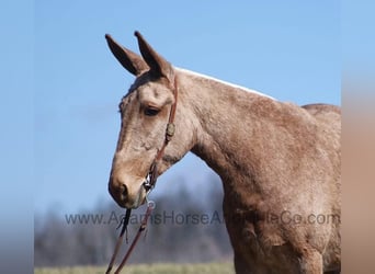 Mulo, Castrone, 8 Anni, 155 cm, Palomino