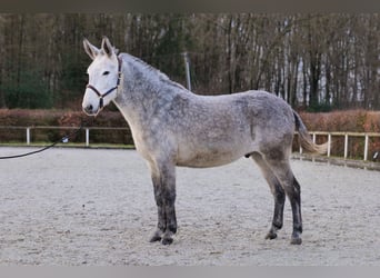 Mulo, Castrone, 8 Anni, 158 cm, Grigio