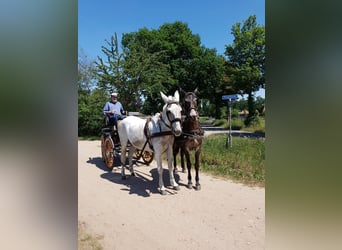 Mulo, Castrone, 8 Anni, 160 cm, Baio scuro