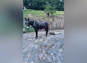 Mulo, Castrone, 8 Anni, 163 cm, Baio ciliegia
