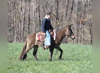Mulo, Castrone, 9 Anni, 132 cm, Grullo