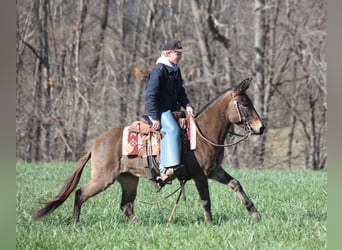 Mulo, Castrone, 9 Anni, 132 cm, Grullo