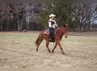 Mulo, Castrone, 9 Anni, 152 cm, Sauro scuro