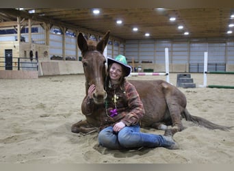 Mulo, Castrone, 9 Anni, 152 cm, Sauro scuro
