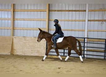 Mulo, Castrone, 9 Anni, 152 cm, Sauro scuro