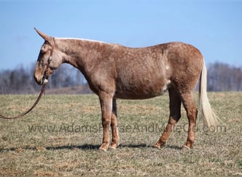 Mulo, Castrone, 9 Anni, 155 cm, Palomino