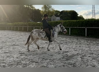 Mulo, Giumenta, 10 Anni, 135 cm, Roano blu