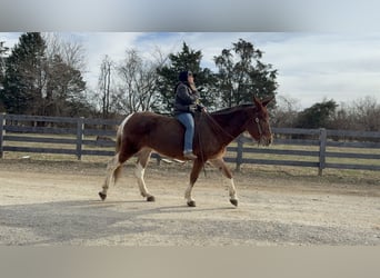Mulo, Giumenta, 10 Anni, 152 cm, Sauro ciliegia