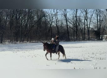 Mulo, Giumenta, 10 Anni, 152 cm, Sauro ciliegia