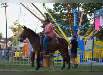 Mulo, Giumenta, 10 Anni, 157 cm, Baio ciliegia