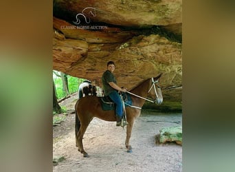 Mulo, Giumenta, 10 Anni, 163 cm, Sauro scuro