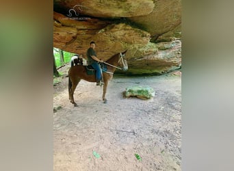 Mulo, Giumenta, 10 Anni, 163 cm, Sauro scuro