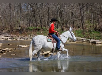 Mulo, Giumenta, 11 Anni, 155 cm, Grigio