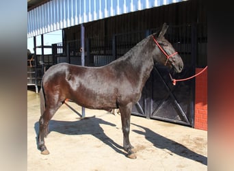 Mulo, Giumenta, 11 Anni, 156 cm, Morello