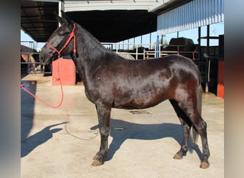 Mulo, Giumenta, 11 Anni, 156 cm, Morello