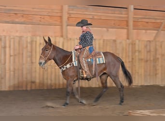 Mulo, Giumenta, 12 Anni, 155 cm, Baio roano