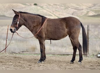 Mulo, Giumenta, 12 Anni, Grullo