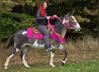 Mulo, Giumenta, 13 Anni, 145 cm, Pezzato