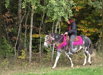 Mulo, Giumenta, 13 Anni, 145 cm, Pezzato