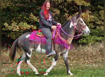 Mulo, Giumenta, 13 Anni, 145 cm, Pezzato